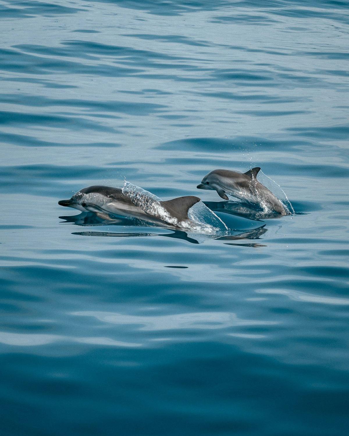 Two dolphins surfacing at sea