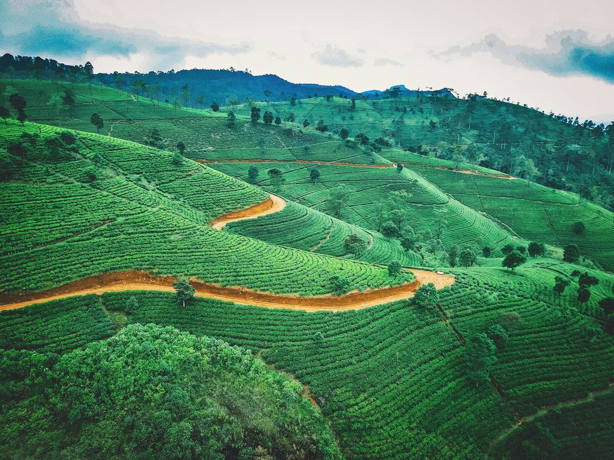 Tea estate with a winding road in the Sri Lankan hill country