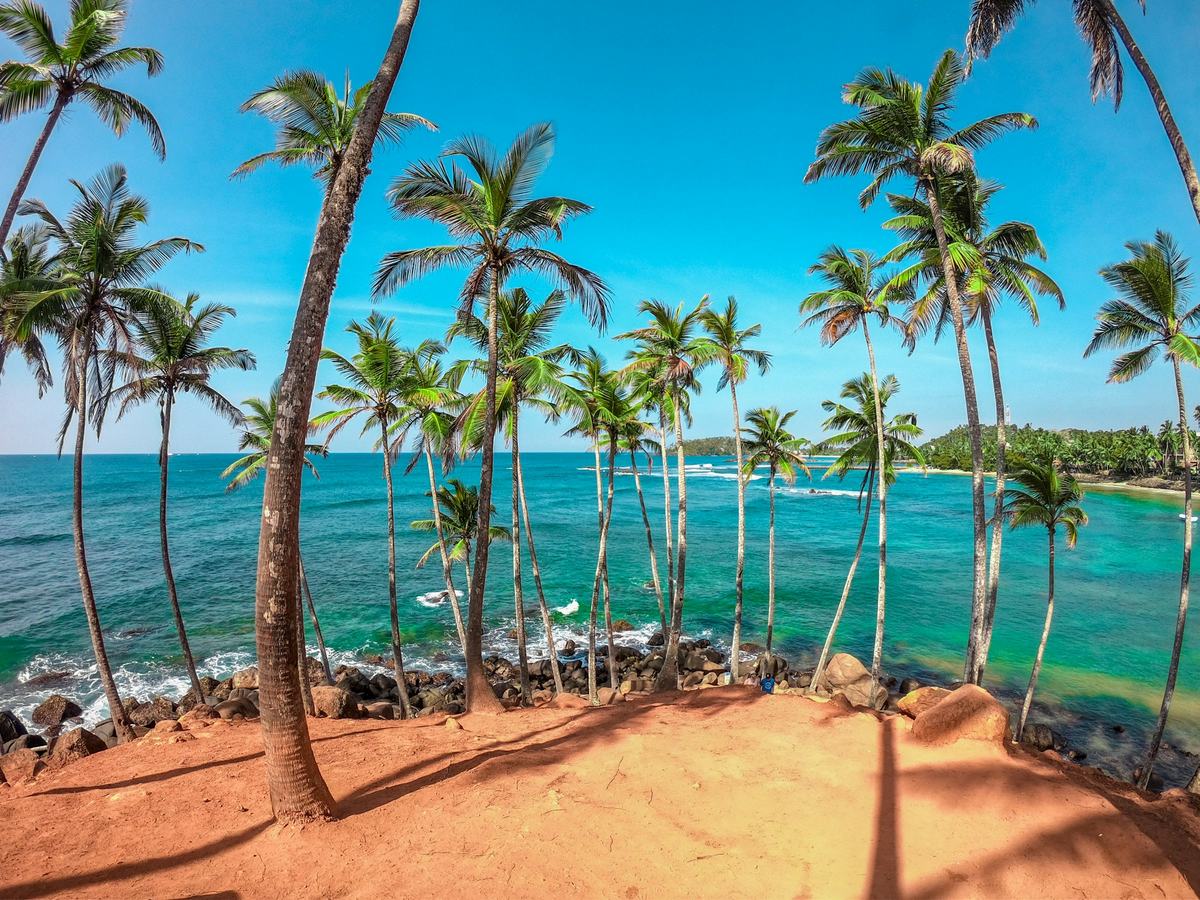 Coconut palms above Mirissa beach