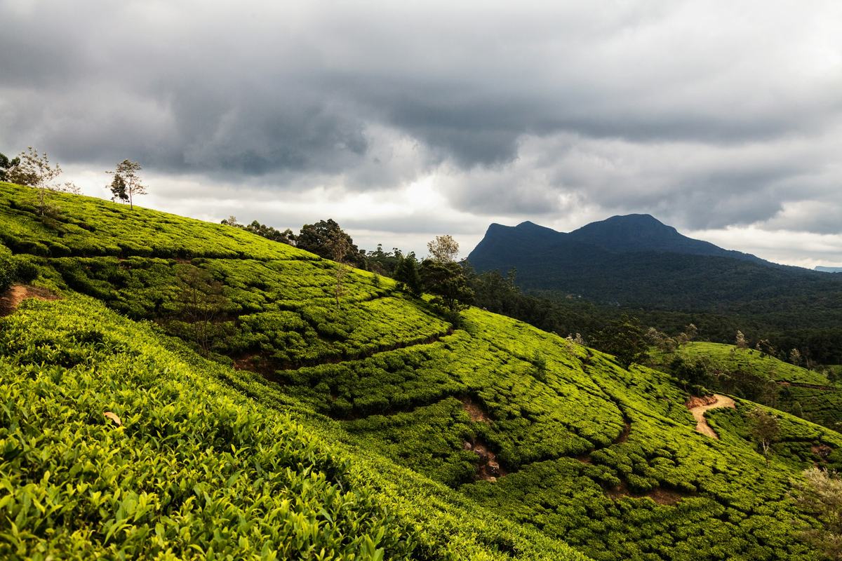 Misty tea hills near Nuwara Eliya
