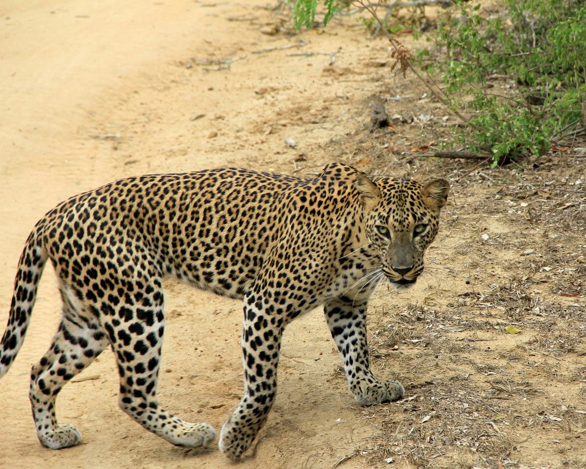 Leopard crossing a track in Yala National Park